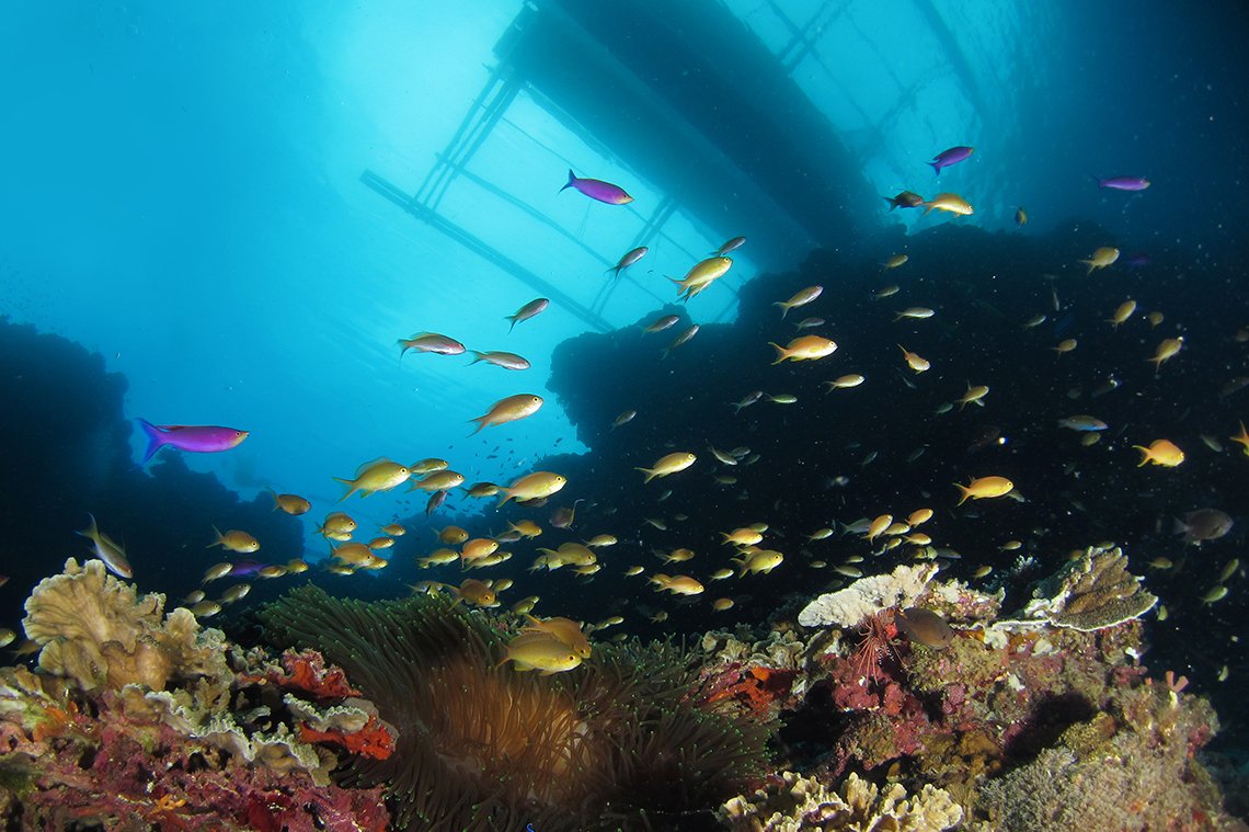 Oasis Beach & Dive Resort - Diving Holidays